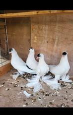 Sierduiven, Dieren en Toebehoren, Vogels | Duiven, Meerdere dieren, Overige soorten