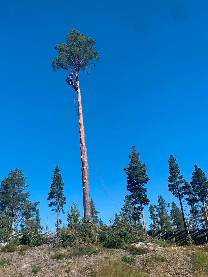 Boom verwijderen? Ervaren klimmer veluwe. Ermelo +50km, Diensten en Vakmensen, Tuinmannen en Stratenmakers