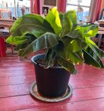 Bananenplant, Ophalen, Vaste plant, Overige soorten, Halfschaduw