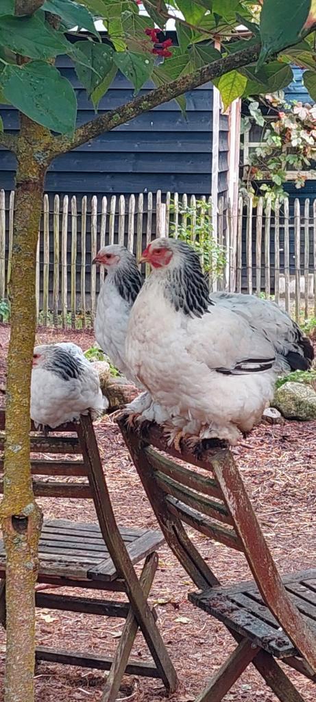3 Columbia Brahma hennen te koop, Dieren en Toebehoren, Pluimvee, Kip, Vrouwelijk