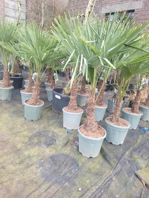 Trachycarpus fortunai winterharde palmbomen, Tuin en Terras, Planten | Tuinplanten, Overige soorten, Halfschaduw, Zomer, Ophalen of Verzenden