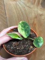 Alocasia platinum variegata plant aurea yellow lemon mint, Huis en Inrichting, Kamerplanten, Ophalen of Verzenden, Halfschaduw