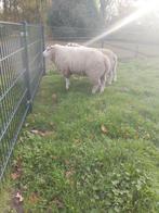 Dekrammen, Dieren en Toebehoren, Schapen, Geiten en Varkens, Mannelijk, Schaap