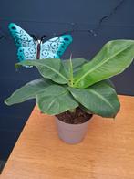 Bananenplant in kweek  pot, Ophalen, Halfschaduw, Minder dan 100 cm