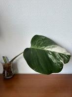 Monstera Variegata #stek 2, Ophalen of Verzenden, Overige soorten, Minder dan 100 cm