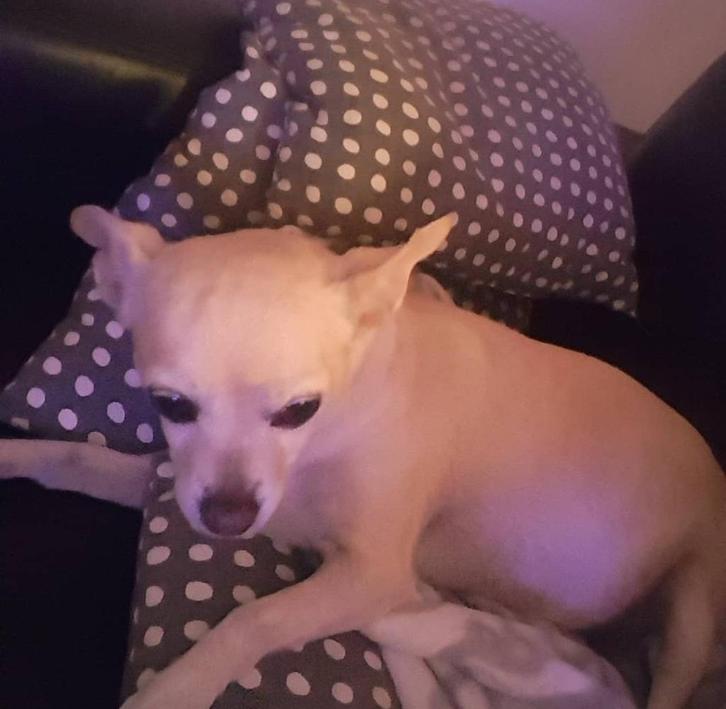 Aangeboden hondenoppas, Diensten en Vakmensen, Dieren | Honden | Verzorging, Oppas en Les, Particuliere oppas