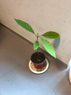 Avocado plant, Huis en Inrichting, Kamerplanten, Ophalen of Verzenden