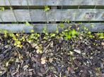 Circa 20 Hedera planten (gesnoeid), Tuin en Terras, Ophalen, Overige soorten, Struik, 100 tot 250 cm