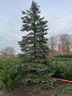 Kerstbomen, Overige soorten, Minder dan 100 cm, Zomer, Ophalen