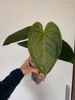 Anthurium Halloween Night (Yasuni x Luxurians), Ophalen of Verzenden, Overige soorten, Halfschaduw