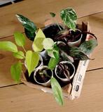 Kamerplanten mini's pakket, Ophalen, Halfschaduw, Minder dan 100 cm