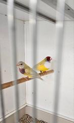 Koppel gouldamadines geel pastel, Dieren en Toebehoren, Meerdere dieren, Tropenvogel