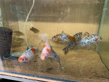 Shubunkin 6 stuks beschikbaar voor biedingen