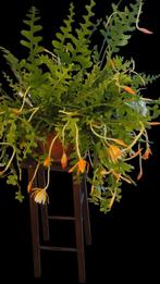 Zaag- cactus Epiphyllum angiluger XL, Huis en Inrichting, Kamerplanten, Minder dan 100 cm, Bloeiende kamerplant, Halfschaduw, Ophalen of Verzenden