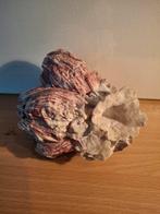 Schelpen & Zeepokken Decoratie, Ophalen of Verzenden