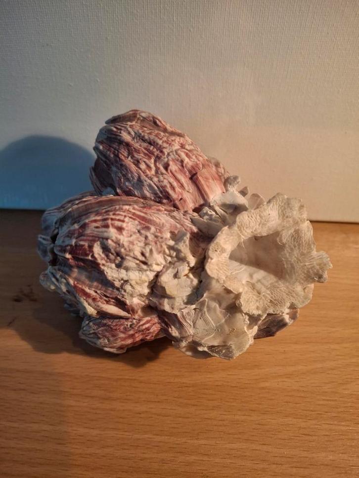 Schelpen & Zeepokken Decoratie, Antiek en Kunst, Antiek | Woonaccessoires, Ophalen of Verzenden