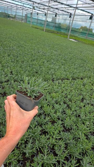 Lavandula hidcote - vaste plant - 9cm - Lavendel beschikbaar voor biedingen