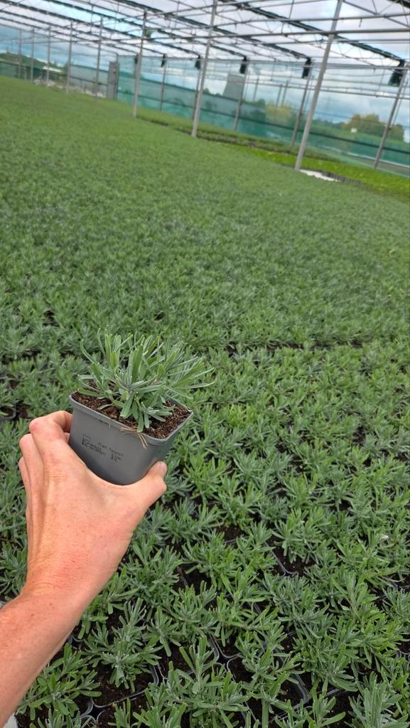 Lavandula hidcote - vaste plant - 9cm - Lavendel, Tuin en Terras, Planten | Tuinplanten, Halfschaduw, Ophalen of Verzenden