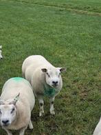 Overjarige Texelse dekram., Dieren en Toebehoren, Schapen, Geiten en Varkens, Mannelijk, Schaap