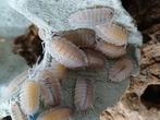Porcellio baeticensis, Dieren en Toebehoren, Insecten en Spinnen, Overige soorten