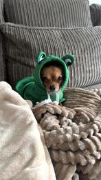 Chihuahua Dekreu NIET TE KOOP, Dieren en Toebehoren, Honden | Dekreuen, Rabiës (hondsdolheid), Reu, Eén hond, 3 tot 5 jaar