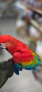 Groenvleugel x geelvleugel, Meerdere dieren, Papegaai, Tam