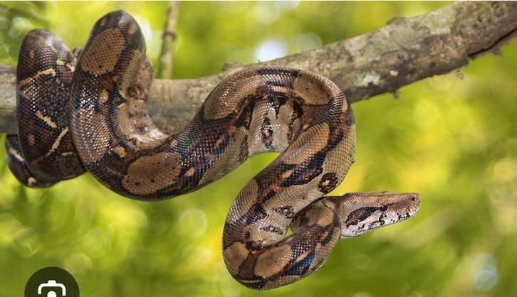 OP ZOEK,  NAAR BOA CONSTRICTOR