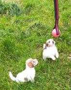 Jack russell pup met stamboom, Jack Russell Terriër, 8 tot 15 weken, Teef, CDV (hondenziekte)