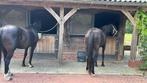 Gezocht verzorger voor 2 paarden omgeving Oostvoorne, Dieren en Toebehoren, Paarden en Pony's | Verzorgingsproducten, Ophalen