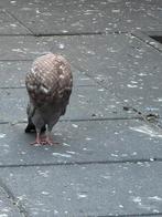 Jong gaditano duif, Dieren en Toebehoren, Vogels | Duiven, Vrouwelijk, Kropper