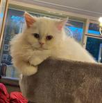 Brits langhaar / kwart perzisch, Poes