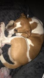 Boerenfox hond, Jack Russell Terriër, Reu, Eén hond, 3 tot 5 jaar