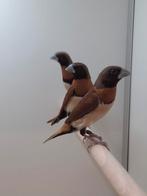 2-2 Bruinborst rietvinken, Dieren en Toebehoren, Vogels | Overige Vogels, Meerdere dieren, Tropenvogel, Geringd