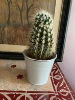Gratis Cactus, Huis en Inrichting, Ophalen, Cactus, Volle zon, Minder dan 100 cm
