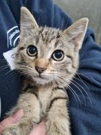 Lieve boerderijkittens, tijgertjes, Dieren en Toebehoren, Katten en Kittens | Overige Katten, Meerdere dieren, Kortharig, 0 tot 2 jaar