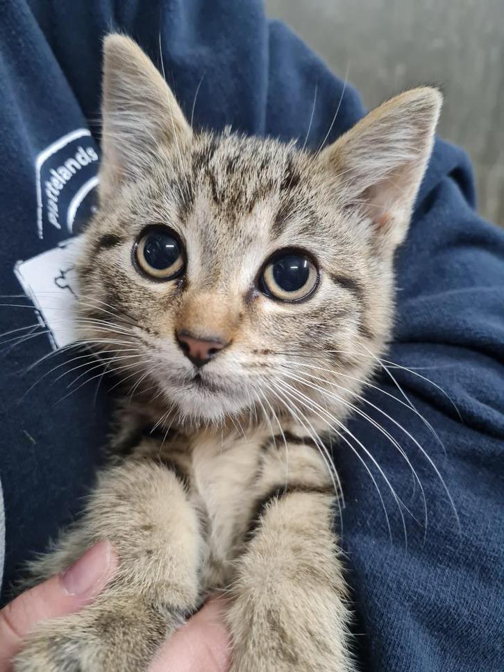 Lieve boerderijkittens, tijgertjes, Dieren en Toebehoren, Katten en Kittens | Overige Katten, Kortharig, Meerdere dieren, 0 tot 2 jaar