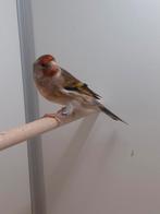 1-0 Bastaard Major putter, Dieren en Toebehoren, Vogels | Overige Vogels, Mannelijk, Wildzangvogel, Geringd