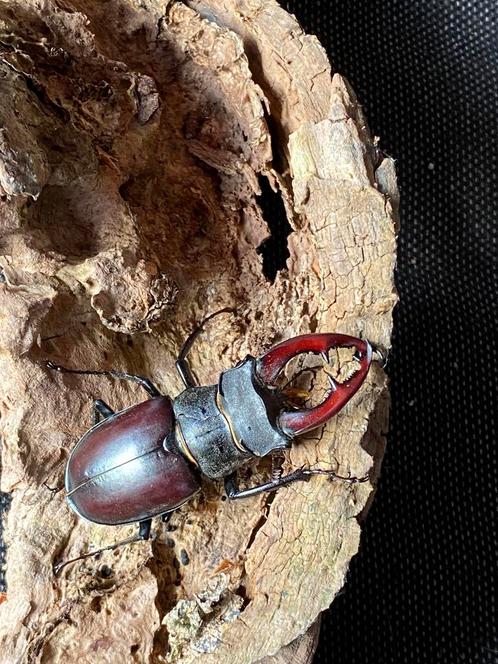 Vliegend Hert taxidermie preparaat kever Hertkever, Verzamelen, Dierenverzamelingen, Opgezet dier, Ophalen of Verzenden