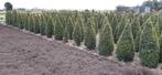 mooie Buxus piramides te koop, 80 t/m 150cm al vanaf €10,-, Vaste plant, Ophalen