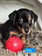 Merle en bonte Jack Russell pups, Rabiës (hondsdolheid), Jack Russell Terriër, 8 tot 15 weken, Meerdere dieren