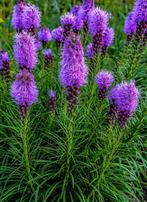 Lampenpoetser ‘Liatris’ “Spicata Kobolt” vaste plant €2, Tuin en Terras, Planten | Tuinplanten, Ophalen, Zomer, Overige soorten