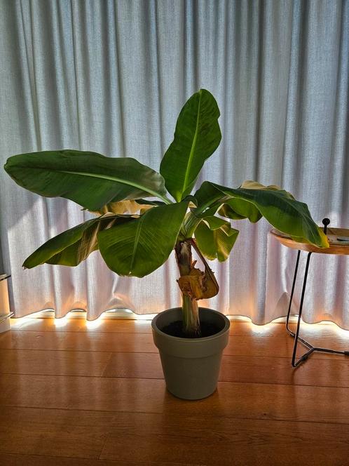 Bananenplant (Musa) 120hx105d, Huis en Inrichting, Kamerplanten, Overige soorten, 100 tot 150 cm, Groene kamerplant, Volle zon