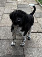 Friese stabij x wetterhoun puppies  Reutjes, Dieren en Toebehoren, CDV (hondenziekte), 8 tot 15 weken, Meerdere, Nederland