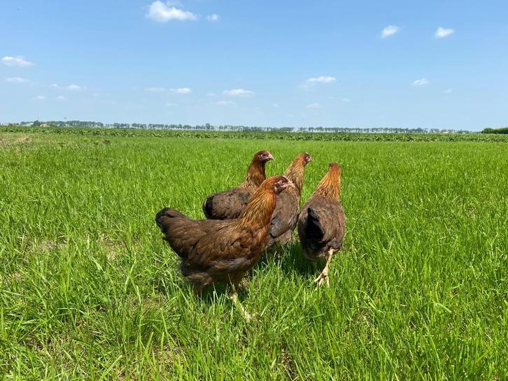 Jonge tamme Welsumer kippen gesekst en ingeënt, Dieren en Toebehoren, Pluimvee, Kip, Vrouwelijk