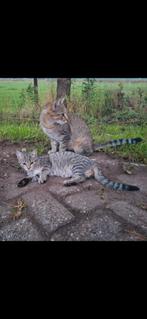 Kittens 5mnd, Dieren en Toebehoren, Katten en Kittens | Overige Katten, Meerdere dieren, Kortharig, 0 tot 2 jaar