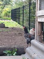 Gratis, Dieren en Toebehoren, Pluimvee | Toebehoren, Ophalen of Verzenden, Zo goed als nieuw