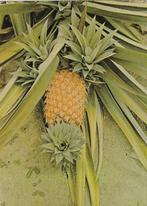 Suriname : Ananas uit Suriname foto dick vos ca. 1967., 1960 tot 1980, Ongelopen, Buiten Europa, Verzenden