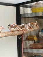 Zebravinken,  spitsstaart amadines, bonte diamandduifjes, Dieren en Toebehoren, Vogels | Kanaries, Meerdere dieren, Kleurkanarie