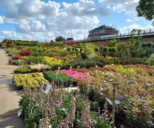 kwekerij in Boskoop met tuinplanten en bomen ook particulier, Tuin en Terras, Planten | Tuinplanten, Ophalen