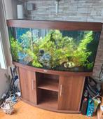 Aquarium met vissen merk jewel en zit juwel pomp in, Ophalen, Zo goed als nieuw, Gevuld zoetwateraquarium
